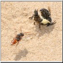 Andrena barbilabris - Sandbiene 06 Paarung.jpg